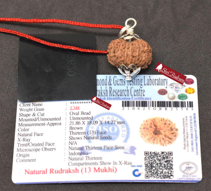 ShriRudram 13 MUkhi Rudraksha / Thirteen Face Rudraksh Java Bead Lab Certified 21.86 MM