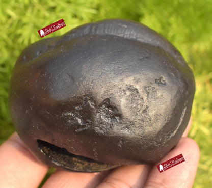 ShriRudram Luxmi Damodar Shaligram / Laxmi Damodara Saligram Stone Gandaki Nepal LD214
