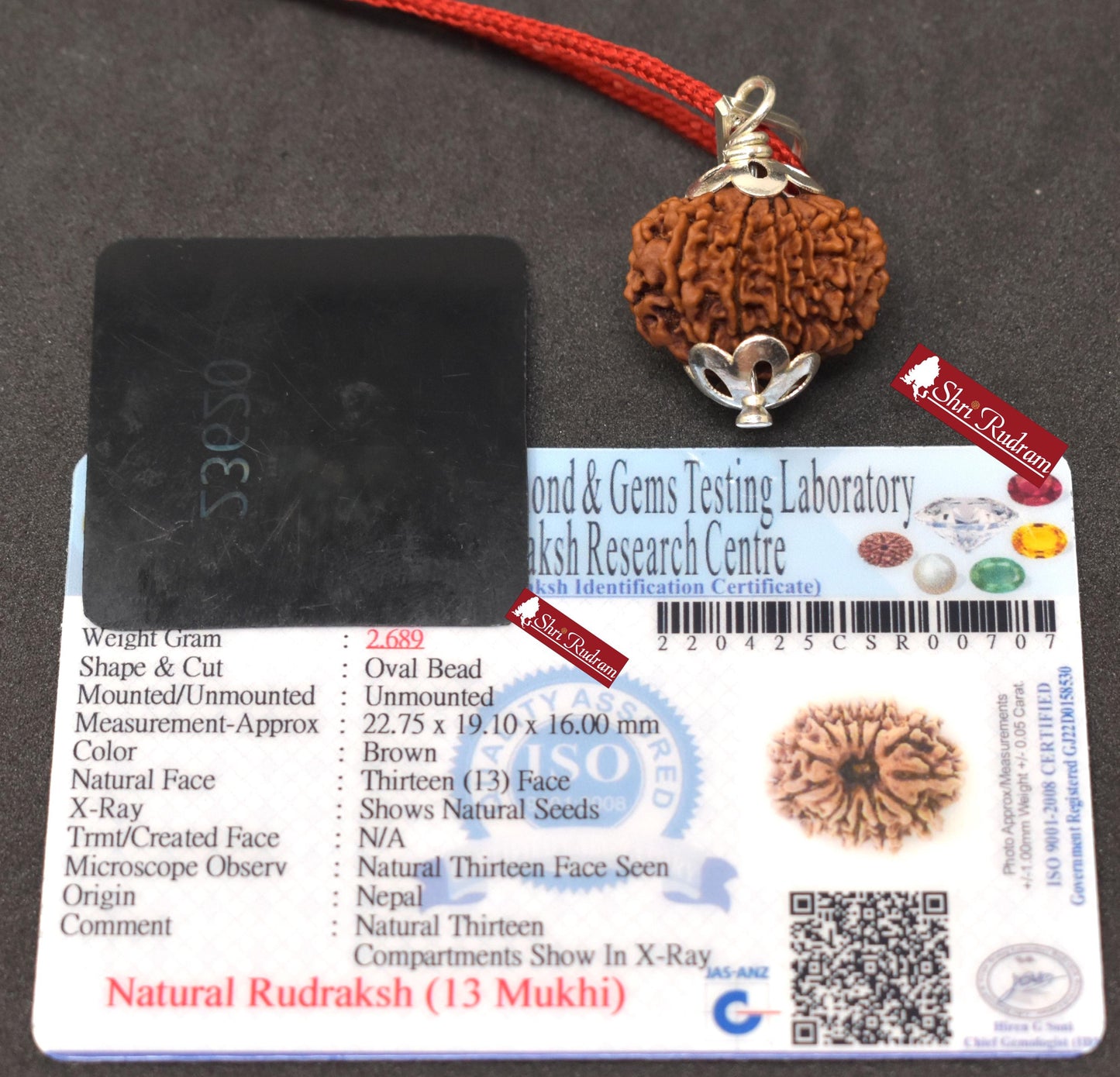 ShriRudram 13 Mukhi Rudraksha / Thirteen Face Rudraksh Nepal Bead Lab Certified 22.75 MM