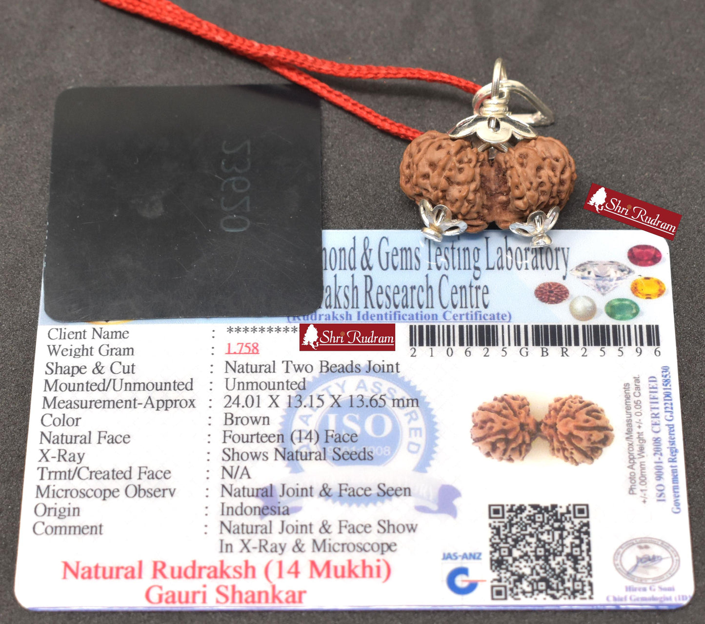 ShriRudram 14 Mukhi Gauri Shankar Rudraksha / Gouri Sankar Rudraksh Java Bead Lab Certified 24.01 MM