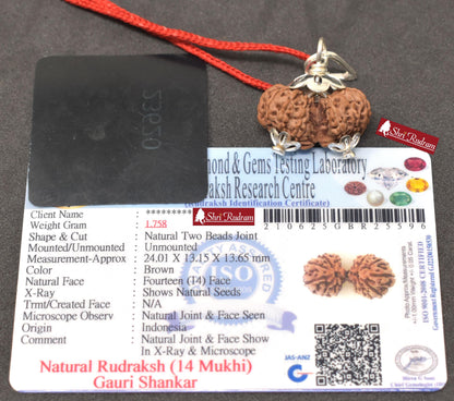 ShriRudram 14 Mukhi Gauri Shankar Rudraksha / Gouri Sankar Rudraksh Java Bead Lab Certified 24.01 MM