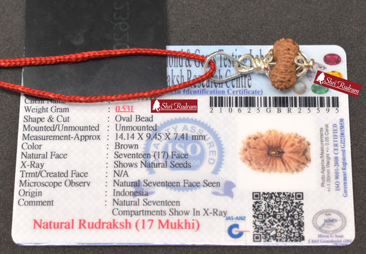 ShriRudram 17 MUkhi Rudraksha / Seventeen Face Rudraksh Java Bead Lab Certified 14.14 MM