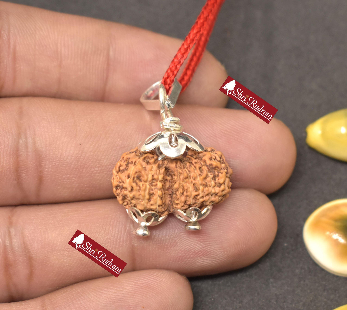 ShriRudram 17 Mukhi Gauri Shankar Rudraksha / Gouri Sankar Rudraksh Java  Bead Small Size Lab Certified 22.07 MM