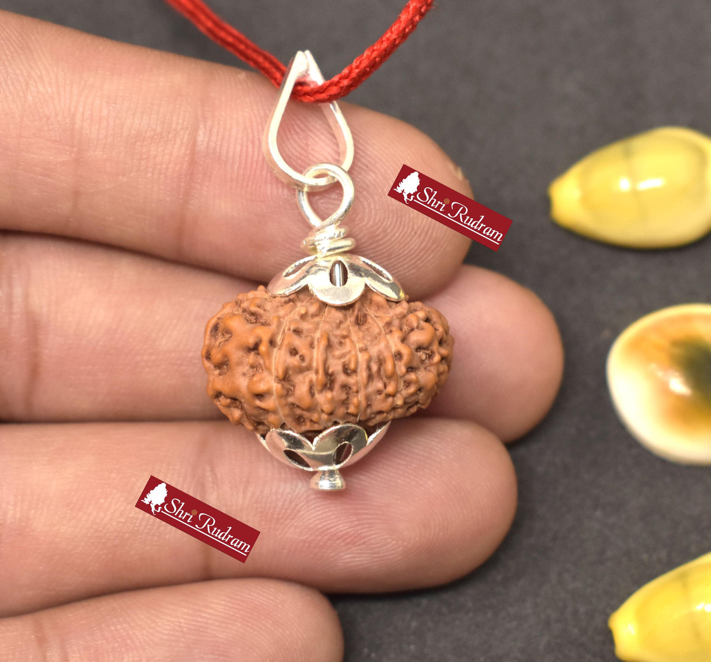 ShriRudram 13 Mukhi Rudraksha / Thirteen Face Rudraksh Java Bead Lab Certified 22.25 MM