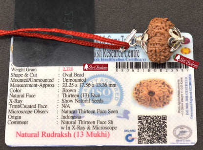 ShriRudram 13 Mukhi Rudraksha / Thirteen Face Rudraksh Java Bead Lab Certified 22.25 MM