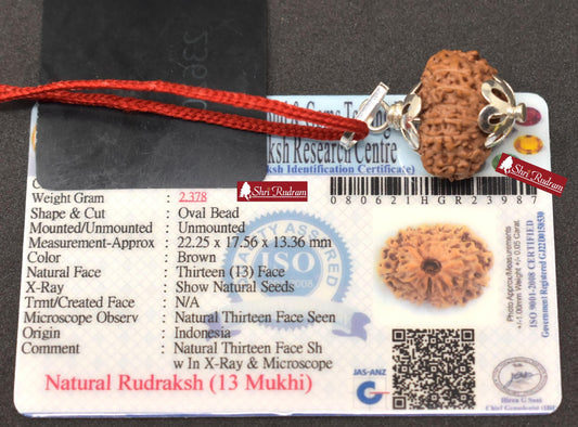 ShriRudram 13 Mukhi Rudraksha / Thirteen Face Rudraksh Java Bead Lab Certified 22.25 MM