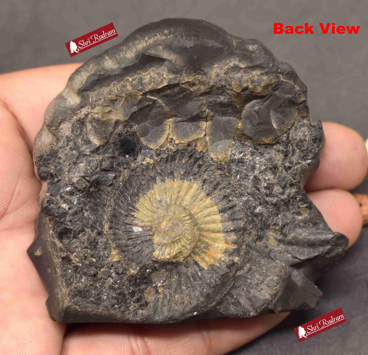 ShriRudram Yoga Narsimha Murti / Narasimha Murti Carved on Sudarshan Shaligram YN180