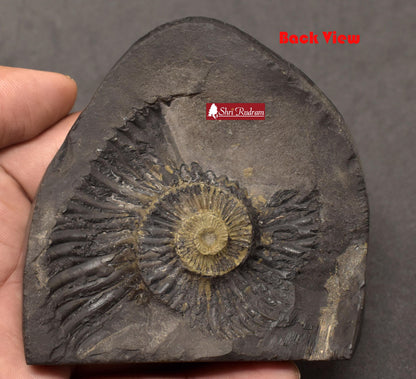 ShriRudram Vishnu Luxmi Murti / Laxmi Narayan Idol Carved on Golden Sudarshan Shaligram Nepal VL240