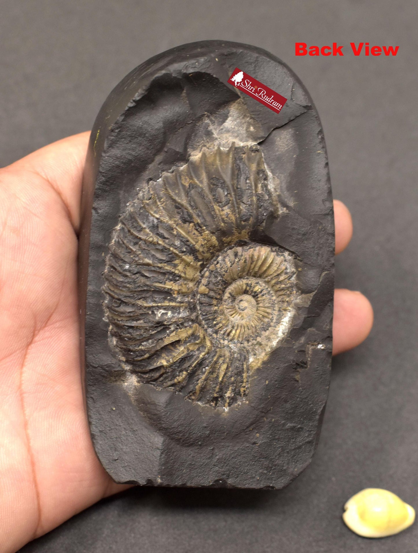 ShriRudram Ram Murti / Ram Lalla Lala Ayodha Idol Carved on Sudarshan Shaligram Nepal HM325