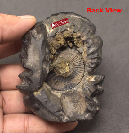 ShriRudram Luxmi Narsimha Murti / Laxmi Narasimha Idol Carved on Sudarshan Shaligram Nepal LMN264