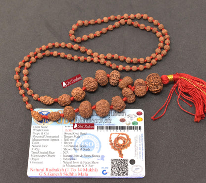 ShriRudram Siddha Mala - 1 to 14 Mukhi Rudraksha Beads With Gauri Shankar and Ganesh Rudraksha, Indonesian Beads Lab Certified D86