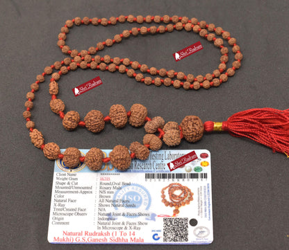 ShriRudram Siddha Mala - 1 to 14 Mukhi Rudraksha Beads With Gauri Shankar and Ganesh Rudraksha, Indonesian Beads Lab Certified D87
