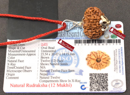 ShriRudram 12 Mukhi Rudraksha / Twelve Face Rudraksh Nepal Bead Lab Certified 23.54 MM