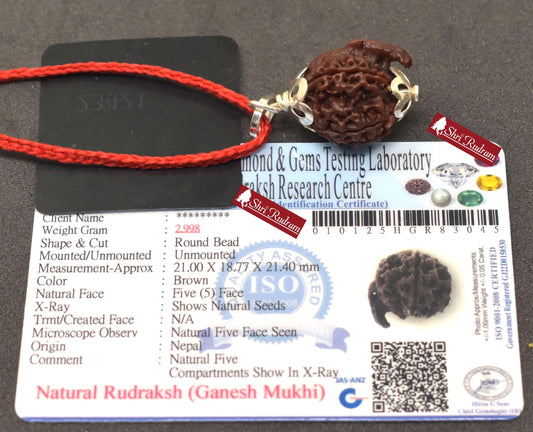 ShriRudram Ganesh Rudraksha / Ganesha Rudraksh Nepal Bead Lab Certified 21.00 MM