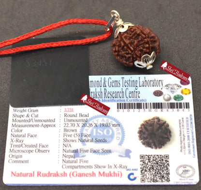 ShriRudram Ganesh Rudraksha / Ganesha Rudraksh Nepal Bead Lab Certified 22.70 MM