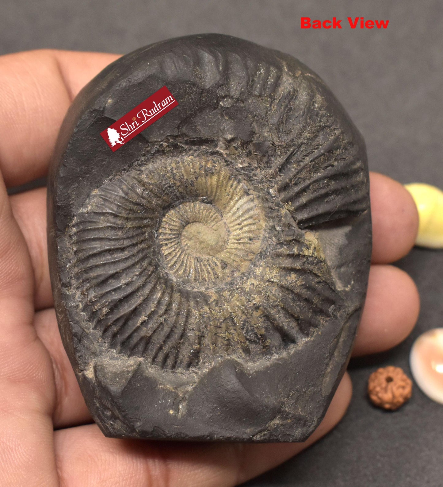 ShriRudram Varaha Murti / Luxmi Varah Idol Carved on Sudarshan Shaligram VH205