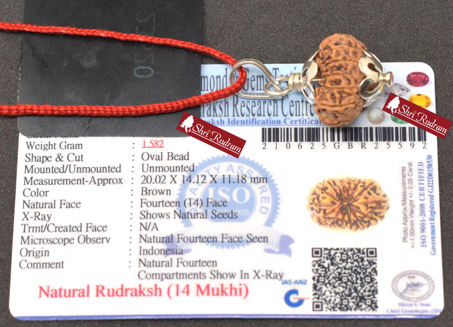 ShriRudram 14 Mukhi Rudraksha Fourteen Face Rudraksh Java Bead Pendant Yoga Jewelry Lab Certified 20.02 MM