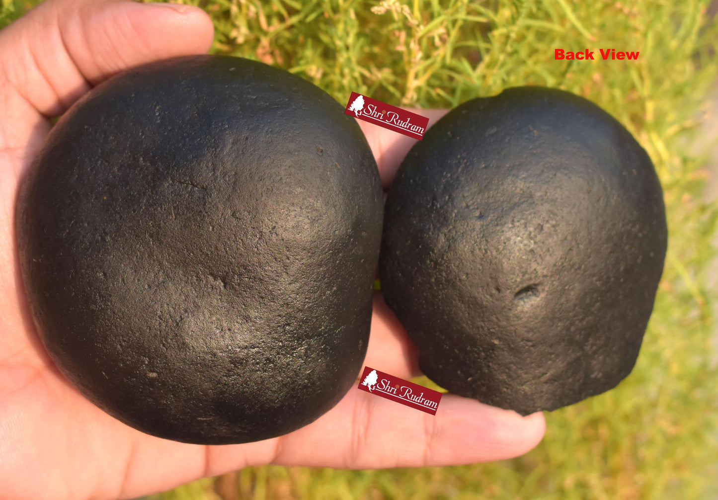 ShriRudram Golden Laxmi Narayan Shaligram, Spiritual Gifts, Lord Vishnu Chakra Inside, Saligram - Gandaki River Nepal, Holy Stone DLK462