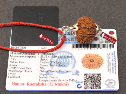 ShriRudram 12 Mukhi Rudraksha / Twelve Face Rudraksh Nepal Bead Lab Certified 23.52 MM