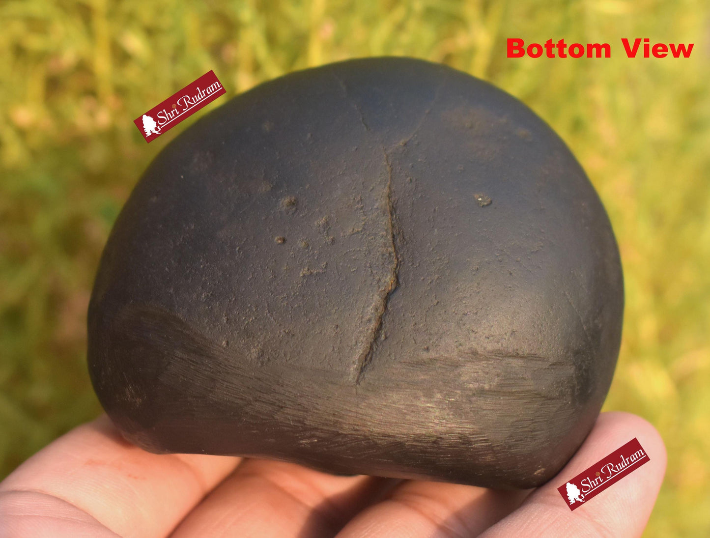 ShriRudram Krishna Shaligram / Krishan Saligram Stone Ammolite Gandaki Nepal BK300