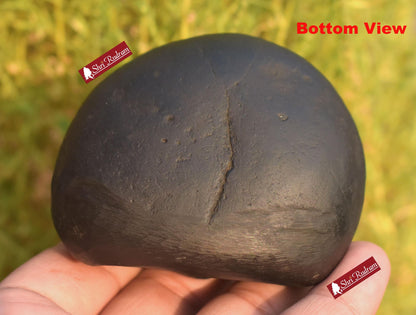 ShriRudram Krishna Shaligram / Krishan Saligram Stone Ammolite Gandaki Nepal BK300