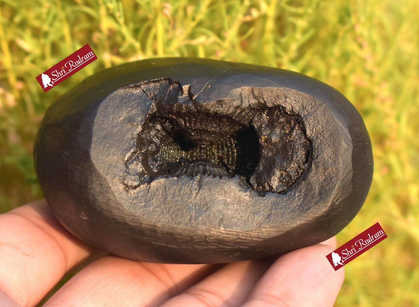 ShriRudram Krishna Shaligram / Krishan Saligram Stone Ammolite Gandaki Nepal BK300