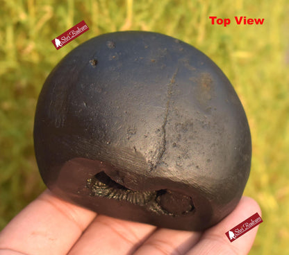 ShriRudram Krishna Shaligram / Krishan Saligram Stone Ammolite Gandaki Nepal BK300