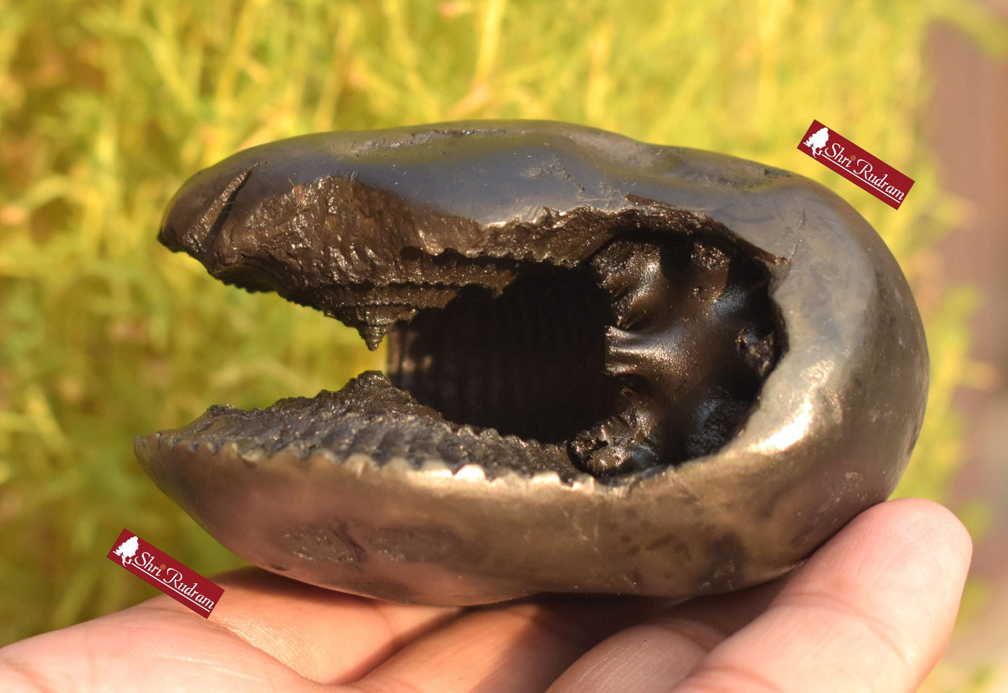 ShriRudram Rare Big Hayagriva Shaligram / Hygriva Saligram Religious Gift Gandkai Nepal HS293