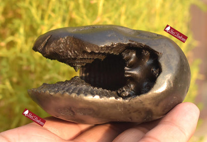 ShriRudram Rare Big Hayagriva Shaligram / Hygriva Saligram Religious Gift Gandkai Nepal HS293