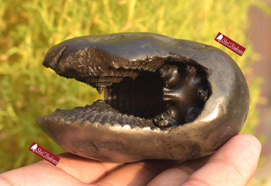 ShriRudram Rare Big Hayagriva Shaligram / Hygriva Saligram Religious Gift Gandkai Nepal HS293