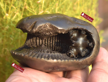 ShriRudram Rare Big Hayagriva Shaligram / Hygriva Saligram Religious Gift Gandkai Nepal HS293