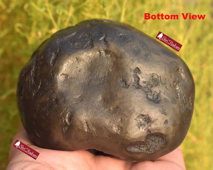 ShriRudram Rare Big Hayagriva Shaligram / Hygriva Saligram Religious Gift Gandkai Nepal HS293