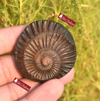 ShriRudram Sudarshan Shaligram / Sudershan Saligram Stone Gandaki Nepal SB41