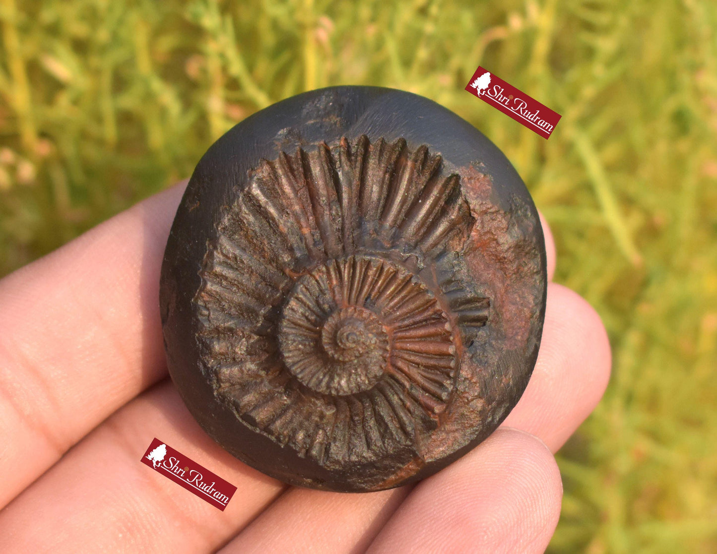 ShriRudram Sudarshan Shaligram / Sudershan Saligram Stone Ammolite Gandaki Nepal SB34