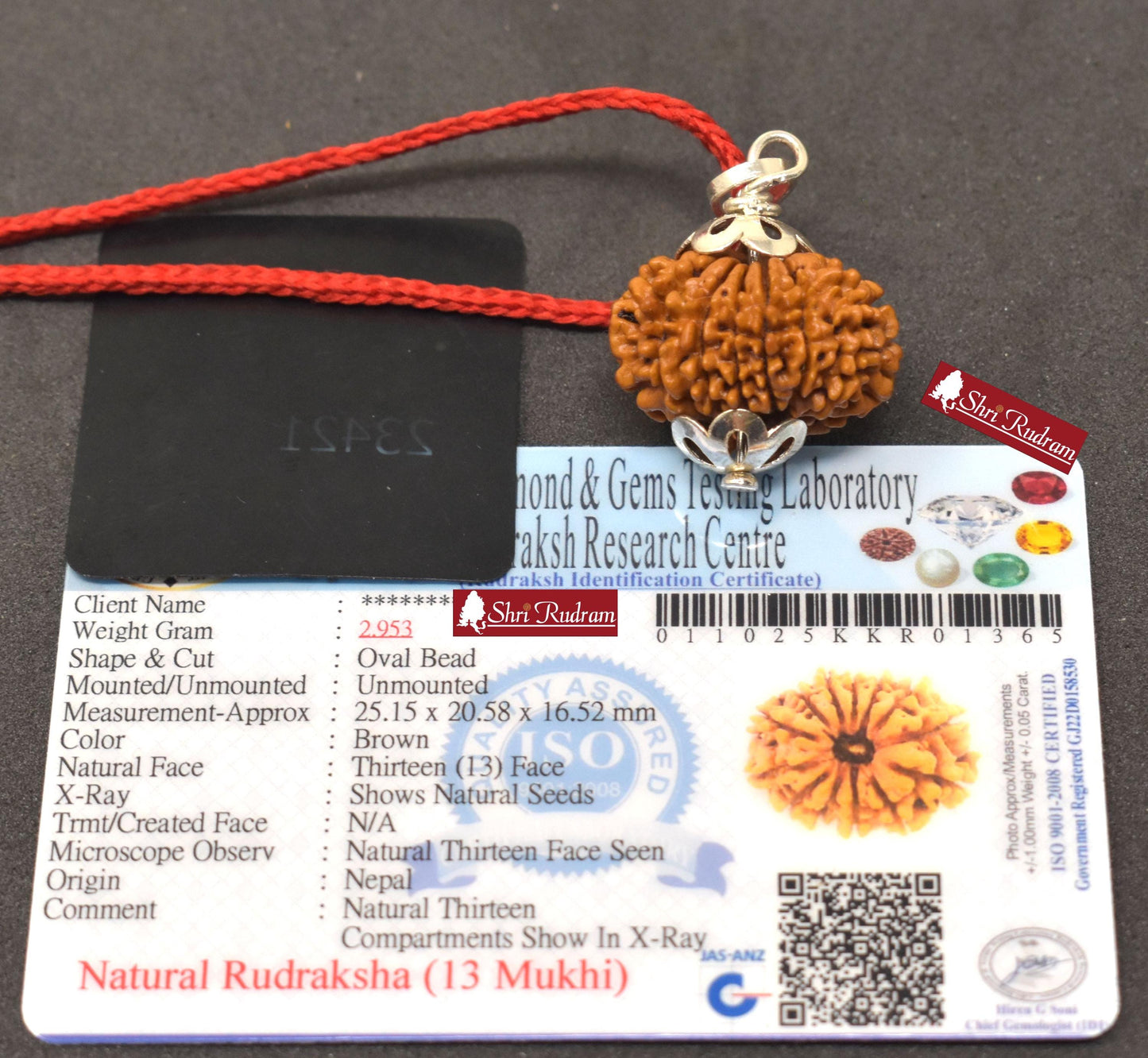 ShriRudram 13 Mukhi Rudraksha / Thirteen Face Rudraksh Nepal Bead Super Collector Lab Certified 25.15 MM