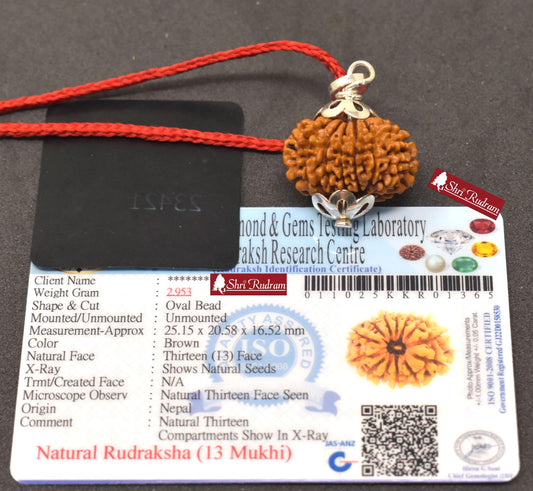 ShriRudram 13 Mukhi Rudraksha / Thirteen Face Rudraksh Nepal Bead Super Collector Lab Certified 25.15 MM