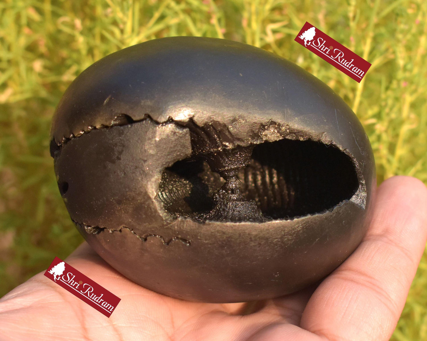 ShriRudram Luxmi Narsimha Shaligram, Saligram Stone Gandaki Nepal, Ritual Object, Pooja Item, Vishnu Puja, Religious Gifts NS323