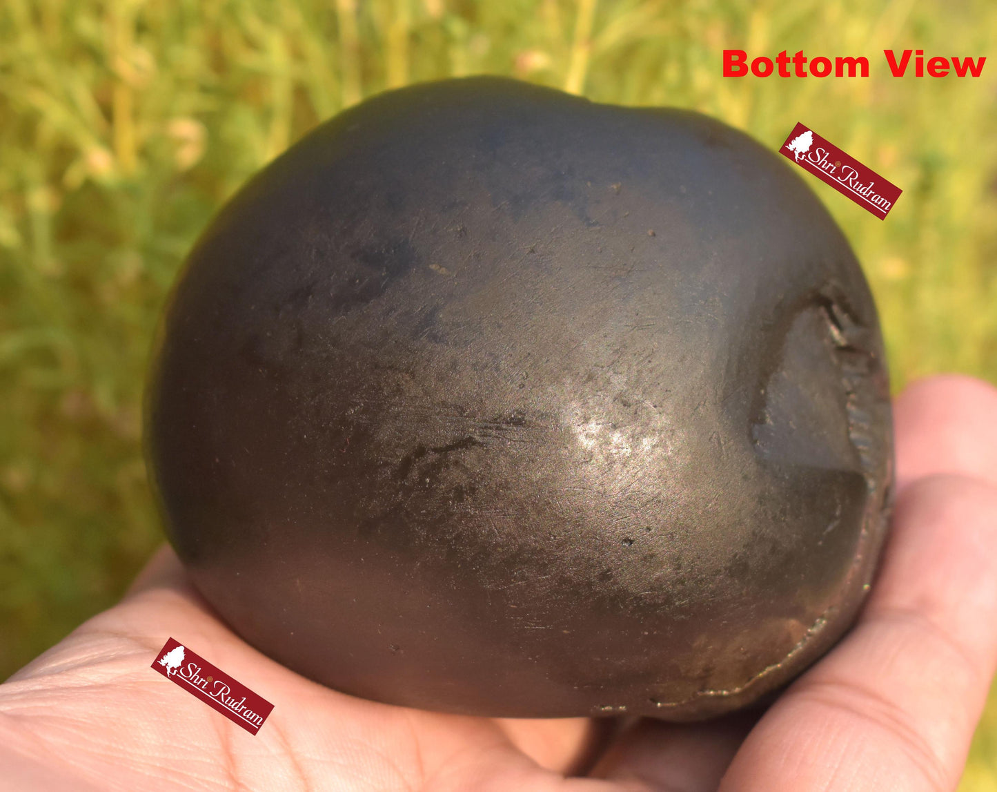 ShriRudram Luxmi Narsimha Shaligram, Saligram Stone Gandaki Nepal, Ritual Object, Pooja Item, Vishnu Puja, Religious Gifts NS323