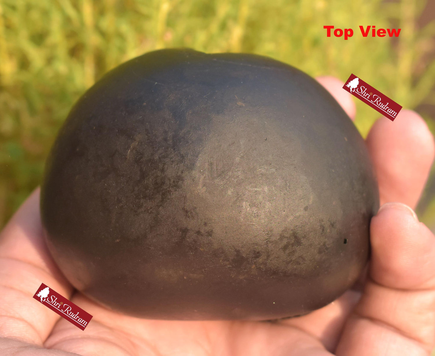 ShriRudram Luxmi Narsimha Shaligram, Saligram Stone Gandaki Nepal, Ritual Object, Pooja Item, Vishnu Puja, Religious Gifts NS323