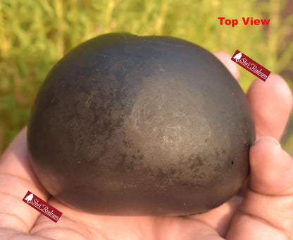 ShriRudram Luxmi Narsimha Shaligram, Saligram Stone Gandaki Nepal, Ritual Object, Pooja Item, Vishnu Puja, Religious Gifts NS323