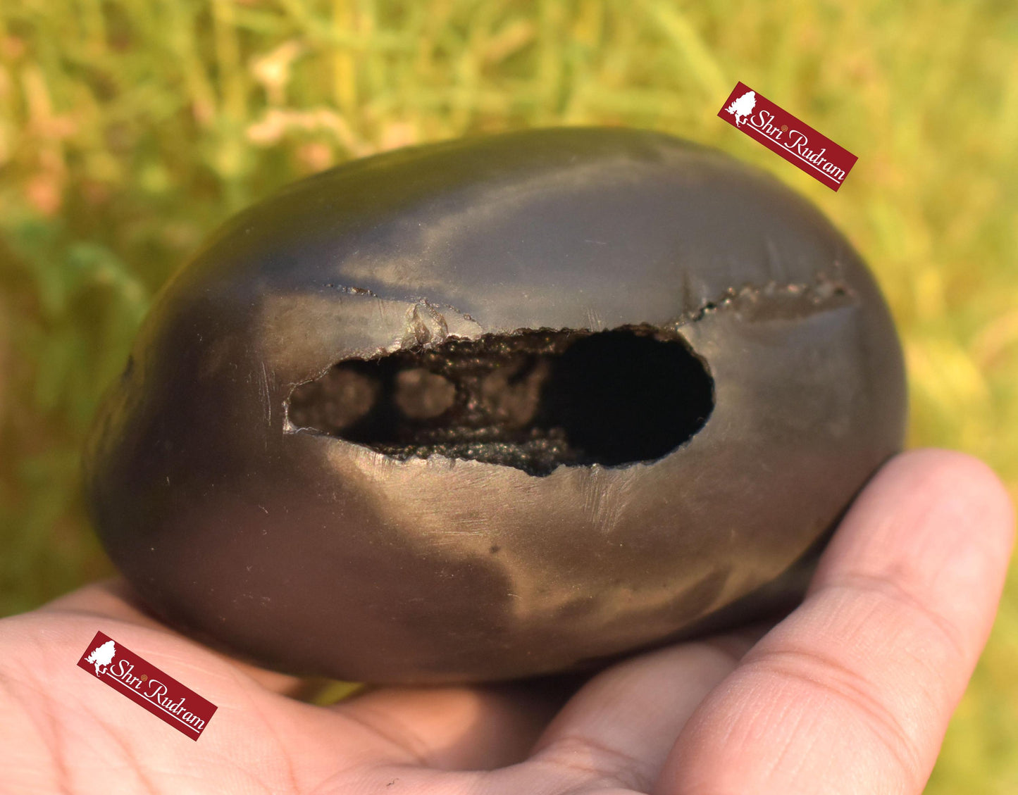 ShriRudram Maha Narayan Shaligram , Narayana Stone Gandaki River , Religious Gifts , Ritual Object MN380