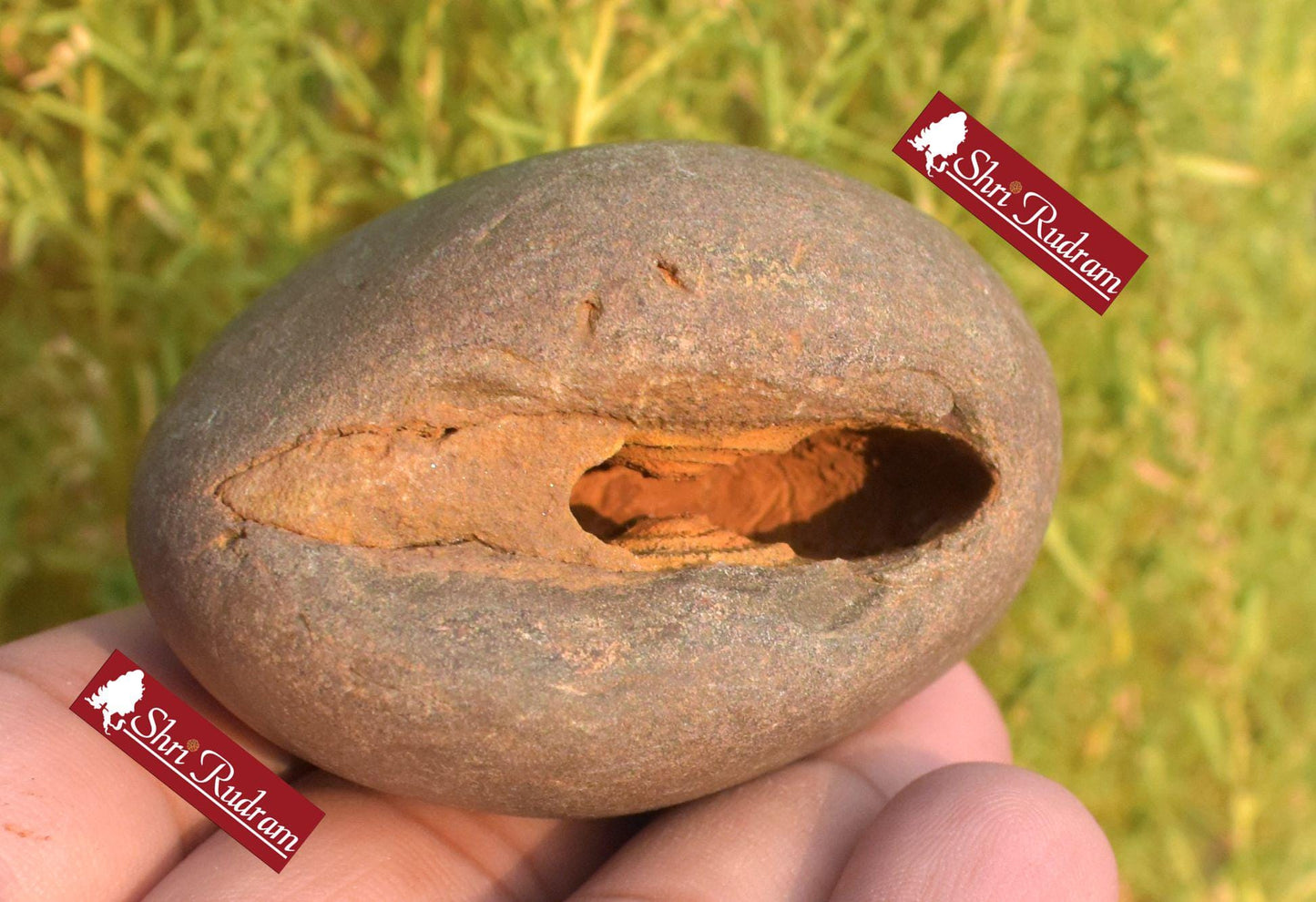 ShriRudram Rare Yellow White Narsimha Shaligram, Narsimha Shaligram, Religious Gifts, Saligram Stone, Gandaki Nepal, Ritual Object YNS112
