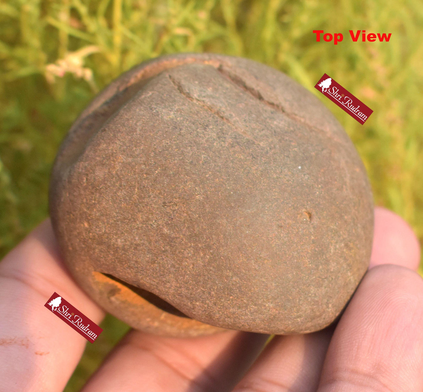 ShriRudram Rare Yellow White Narsimha Shaligram, Narsimha Shaligram, Religious Gifts, Saligram Stone, Gandaki Nepal, Ritual Object YNS112