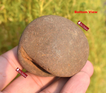ShriRudram Rare Yellow White Narsimha Shaligram, Narsimha Shaligram, Religious Gifts, Saligram Stone, Gandaki Nepal, Ritual Object YNS112