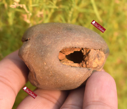ShriRudram Rare Yellow Brown Narsimha Shaligram, Narsimha Shaligram, Religious Gifts, Saligram Stone, Gandaki Nepal, Ritual Object BNS70