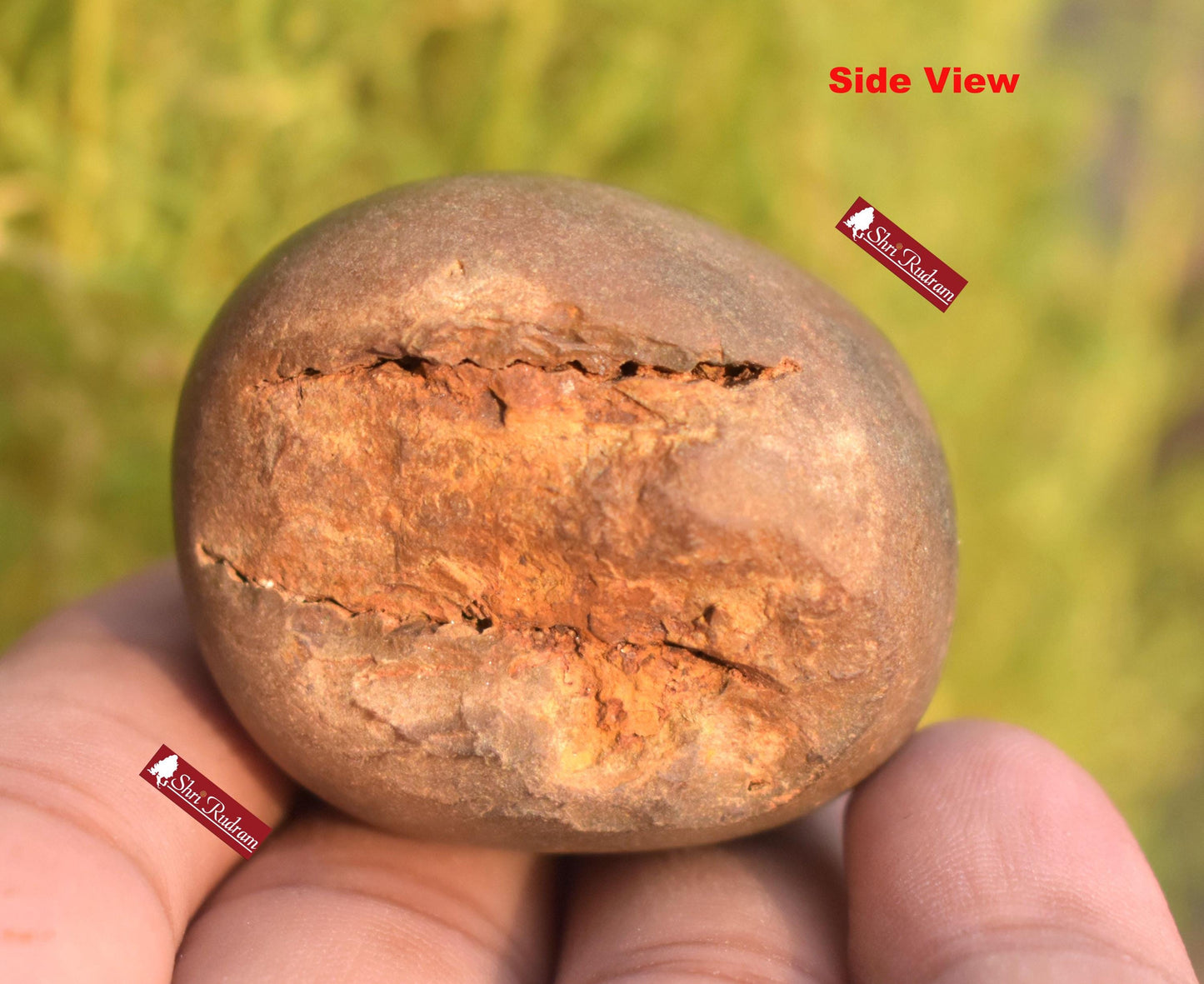 ShriRudram Rare Yellow Brown Narsimha Shaligram, Narsimha Shaligram, Religious Gifts, Saligram Stone, Gandaki Nepal, Ritual Object BNS70