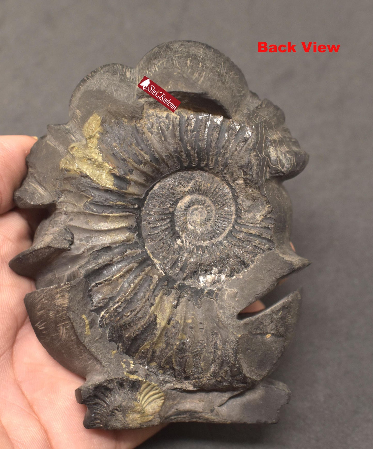 ShriRudram Vishnu Luxmi on Garud Murti / Laxmi Narayan Garuda Idol Carved on Sudarshan Shaligram Nepal
