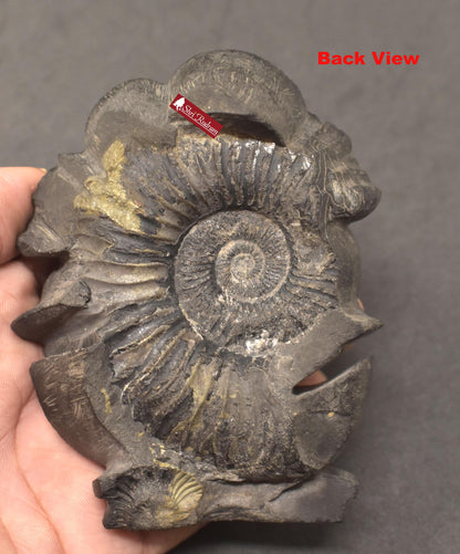 ShriRudram Vishnu Luxmi on Garud Murti / Laxmi Narayan Garuda Idol Carved on Sudarshan Shaligram Nepal