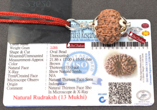ShriRudram 13 Mukhi Rudraksha / Thirteen Face Rudraksh Java Bead Lab Certified 21.86 MM
