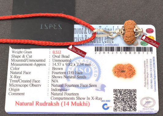 ShriRudram 14 Mukhi Rudraksha Fourteen Face Rudraksh Java Bead Pendant Yoga Jewelry Lab Certified 14.57 MM